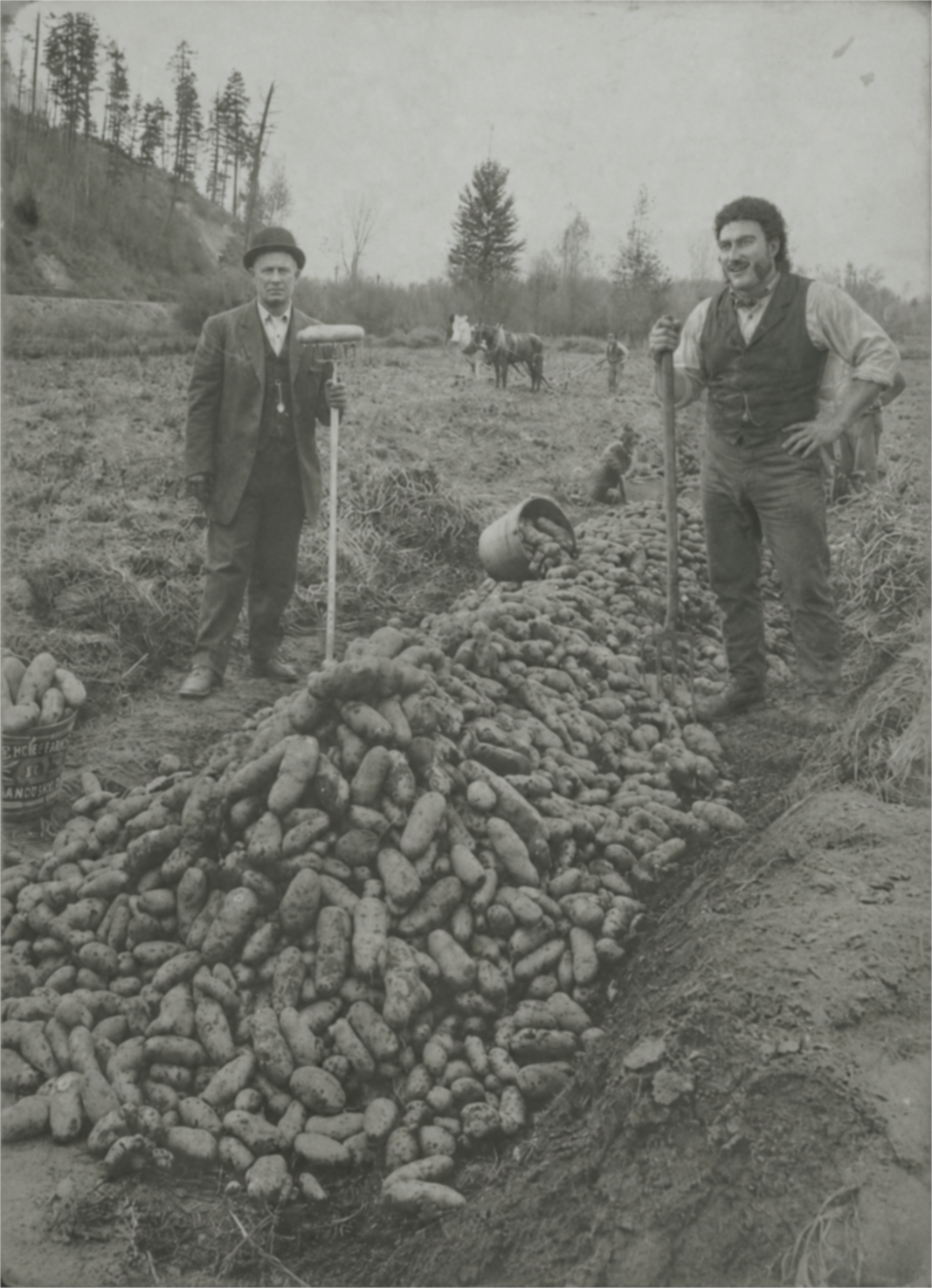 Early potato harvest